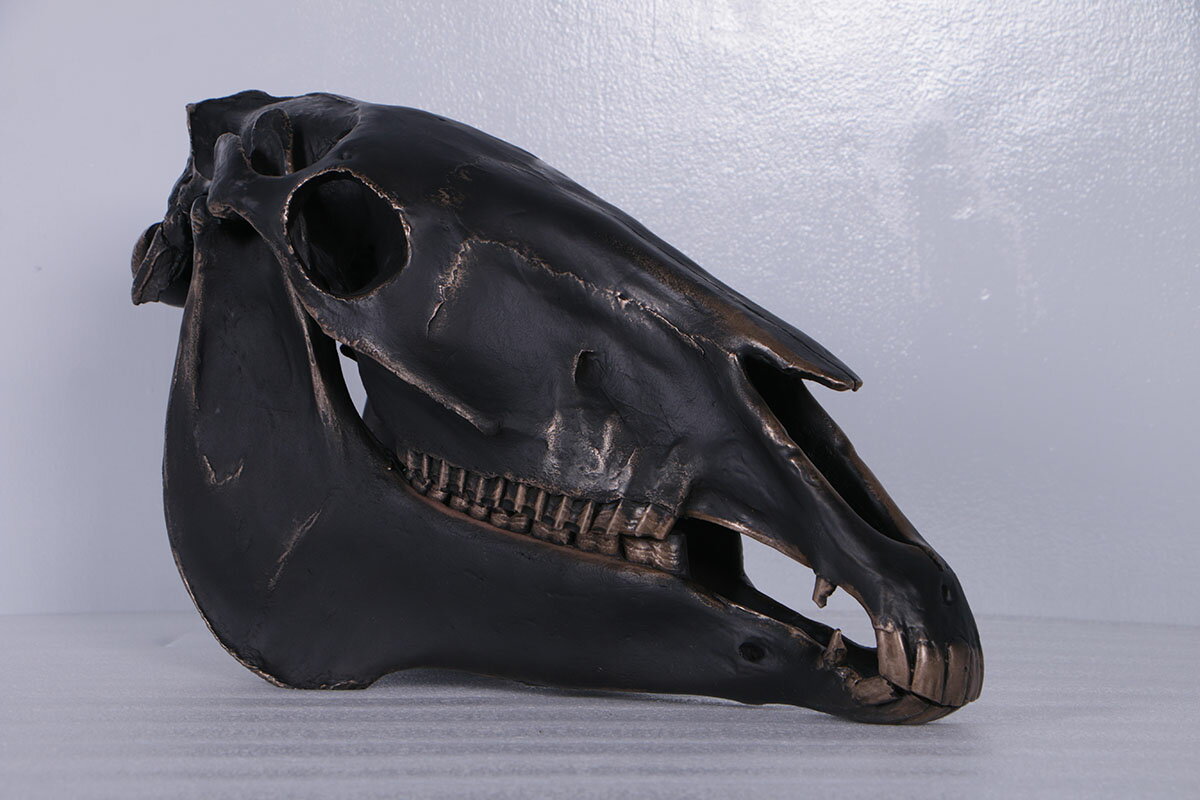 FRPȥ֥ ɳݤϤƬ ֥󥺻ž夲 Horse Skull ꥢ ʪ ɸ ʪ ե奢 ʪ Ź ե Ź 쥹ȥ ...