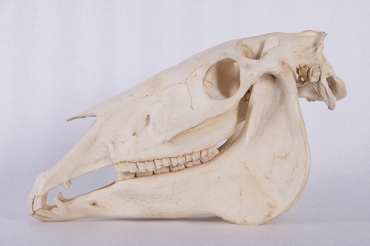 FRPȥ֥ ɳݤϤƬ Horse Skull ꥢ ʪ ե奢 ɸ ʪ ʪ Ź ե Ź 쥹ȥ Ź ƥ...