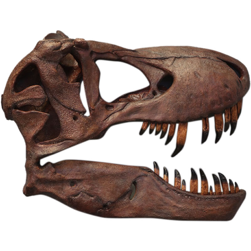 FRPアートオブジェ 壁掛けティレックス頭骨 Giant T-rex Skull Wall Decor リアル 実物大 スカル 標本 置物 フィギュア 博物館 ...