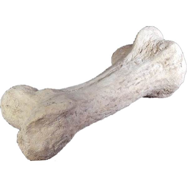 FRP恐竜オブジェ 恐竜の骨 Dinosaur Bone 長さ約1m10cm リアル 置物 標本 博物館 実物大 フィギュア 店舗 インテリア 庭 喫茶店 レス...