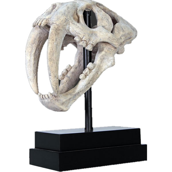 FRP恐竜オブジェ サーベルタイガーの頭骨 Saber Toothed Tiger Skull on Base 高さ約51cm 実物大 リアル 標本 食肉獣 漸...