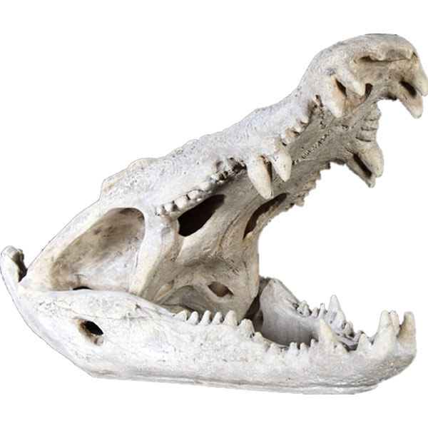 FRP恐竜オブジェ ワニの頭骨 Crocodile Skull 長さ約72cm 実物大 置物 リアル 動物 スカル 鰐 骸骨 わに 食肉獣 標本 博物館 フィギ...