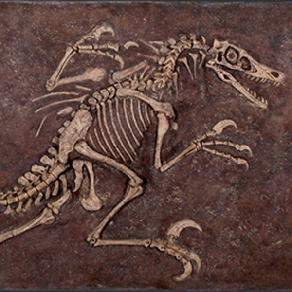 FRP恐竜オブジェ ヴェロキラプトルの化石 Velociraptor Freeze 白亜紀 肉食恐竜 獣脚類 額 置物 リアル 壁飾り 実物大 壁掛け フィギュ...