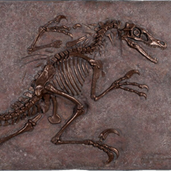 FRP恐竜オブジェ ヴェロキラプトルの化石 (ブロンズ仕立て) Velociraptor Freeze 壁掛け 額 白亜紀 肉食恐竜 獣脚類 置物 リアル 壁飾...