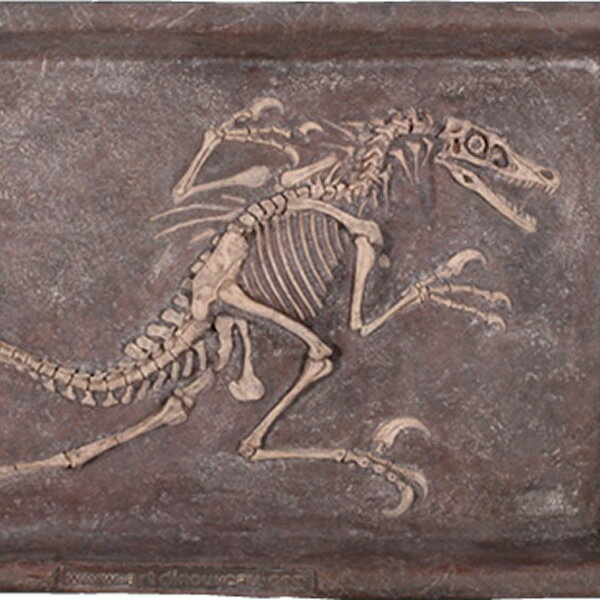 FRP恐竜オブジェ ヴェロキラプトルの化石(大) Velociraptor Dig 置物 リアル 壁掛け 額 白亜紀 肉食恐竜 獣脚類 壁飾り 実物大 フィギュ...