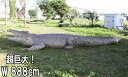 FRPアニマルオブジェ 巨大クロコダイル Crocodile 28ft. 体長約8m88cm リアル 大迫力 大きい ワニ 置物 フィギュア 実物大 鰐 ガーデ...