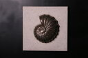 壁掛けアート・アンモナイト・ブロンズ仕上げ Nautilus Wall Plaque 強化プラスチック(FRP) アートオブジェ 壁面 化石 ディスプレイ 51...