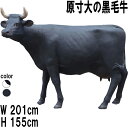 原寸大の黒毛牛 Cow Life Size 強化プラスチック(FRP) アートオブジェ 高さ約1m55cm 動物 牛 置物 像 オーナメント ウシ 大型 店舗 ...