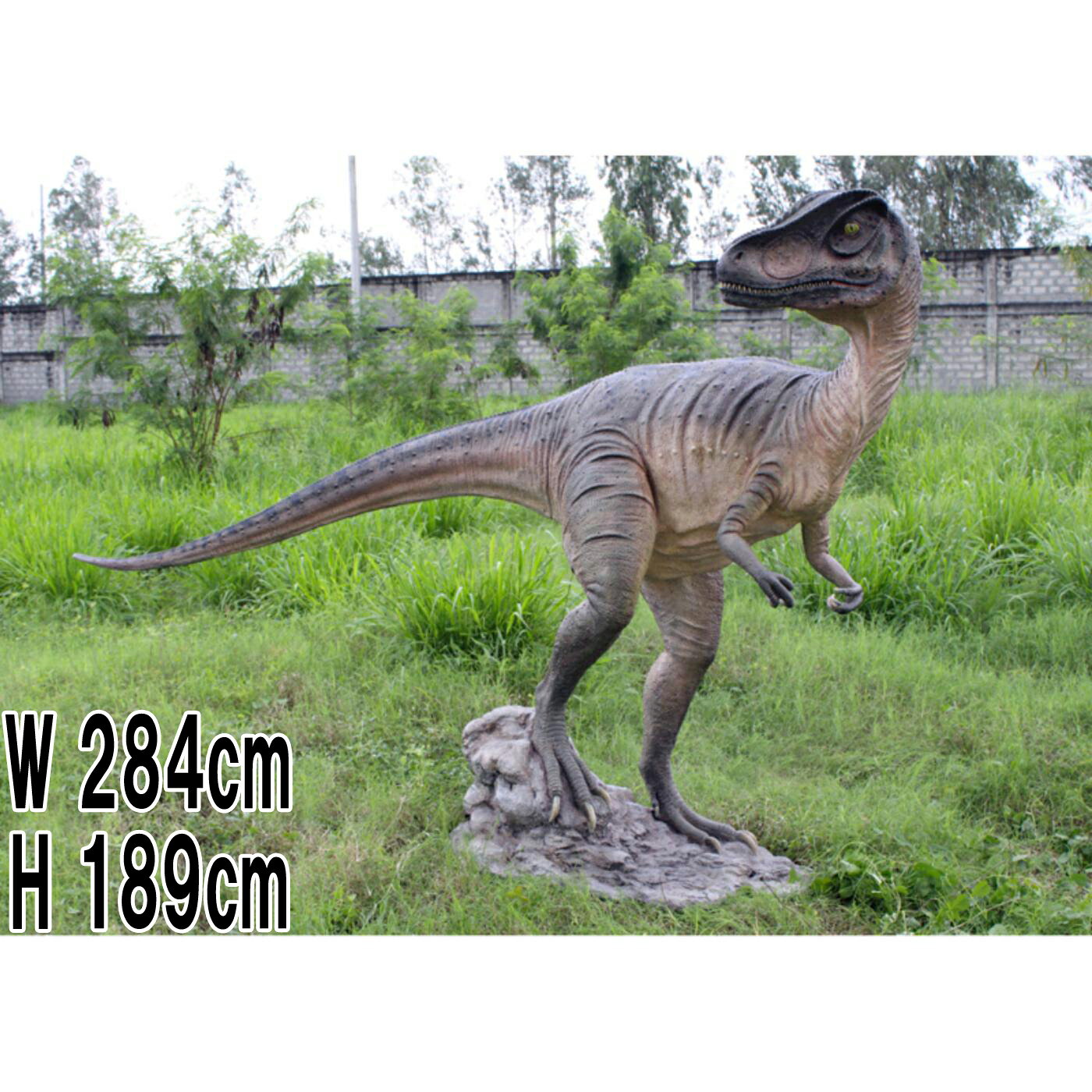 FRP恐竜オブジェ 振り向くアロサウルス Allosaurus 体長約2m84cm リアル 肉食恐竜 置物 フィギュア 標本 博物館 ジュラ紀 獣脚類 庭 実物...
