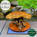 送料無料 木の根 飾り台 W54.5cm 高級 花台 盆栽卓 根卓 飾台 盆栽 台座 仏像 仏壇 香炉台 スタンド 瘤 天然木 ディスプレイ 置物 おしゃれ 木...