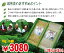 【送料無料】東近江政所茶 在来茶 箱入り二本組