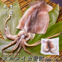 9/15 5のつく日はポイント5倍! BBQにぴったり! 増富商店 スルメイカ野郎 (冷凍) 2杯 3杯 4杯 5杯 6杯 7杯 8杯 9杯 10杯 無添加 するめいか 干物 和歌山 いか げそ 下足