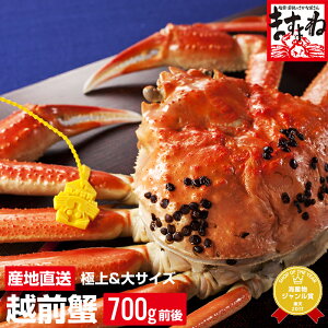 【越前ガニ】福井県でとれたブランド蟹！美味しい越前ガニのおすすめは？