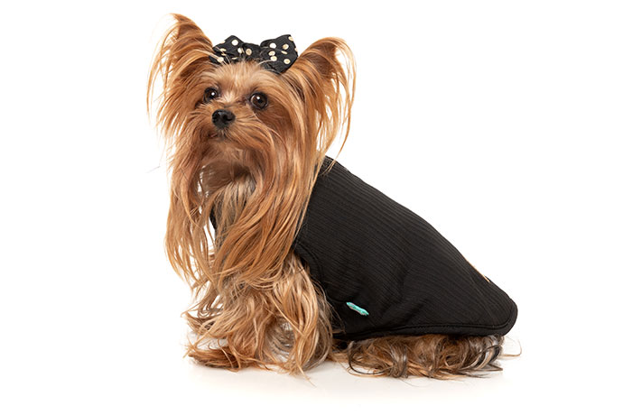 2025年新作 FuzzYard Umeda Jacket ウメダ ジャケット - ブラック/ホワイト サイズ2 犬用リバーシブル..