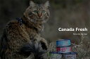 カナダフレッシュ 猫用缶詰 チキン 85 gx6缶 猫用フード CANADA FRESH キャットフード ウェットフード 3