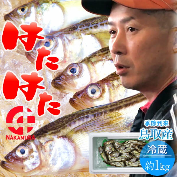 はたはた ハタハタ 約1kg(20-25匹) 生 シロハタ 白はた 鮮魚 食の都 鳥取県 山陰沖産 シーズン到来 季節 加熱用 脂乗り抜群 旬の魚 鰰 自家製干物 一夜干し フライ 煮つけ 鍋物 通販 ギフト 産地直送 朝どれ 【送料無料】