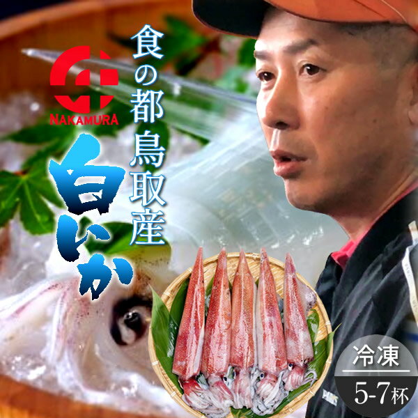 いか 白イカ【生冷凍】白いか 500g［5-7杯］鳥取県産 烏賊 剣先イカ BBQ お刺し身 詰め合わせ イカソーメン いかさし いか焼き 生食用 新鮮 一本凍結 日本海 山陰沖 産地直送［高級ギフト 2024 贈り物プレゼント］