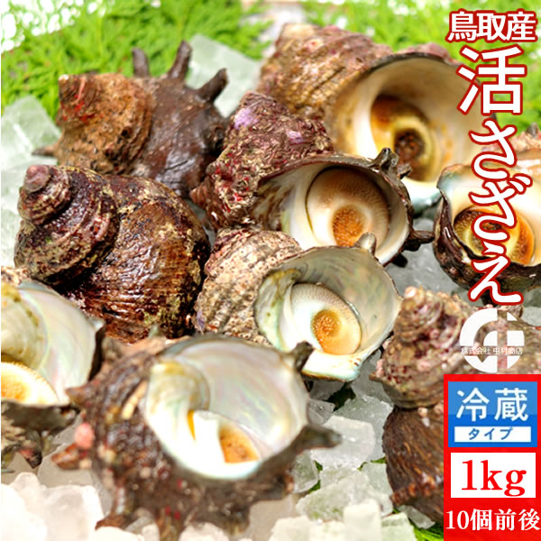 サザエ 天然活さざえ 1kg【10個前後】鳥取県 海の幸 日本海 お刺身 壺焼き BBQバーベキュー 【送料無料】