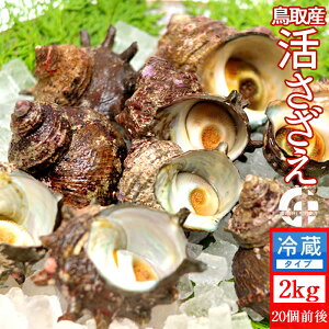 サザエ 天然活さざえ 2kg【20個前後】鳥取県 海の幸 日本海 お刺身 壺焼き BBQバーベキュー 【送料無料】