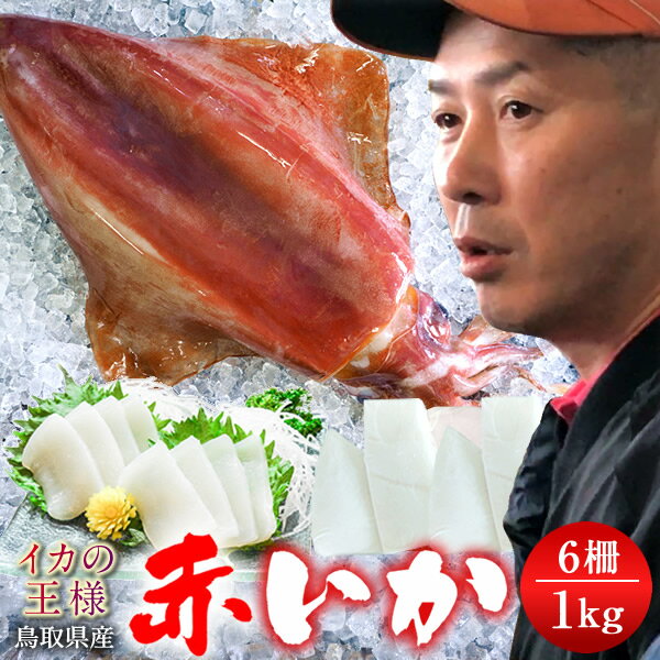 いか 赤イカ 約1kg (2P計6柵) 肉厚 ソデイカ タルイカ 冷凍柵 食の都 鳥取県産 産地直送 赤いか 生き 烏賊 天ぷら 日本海 山陰沖 刺身 イカ いか刺 いか焼き 生食用のサムネイル
