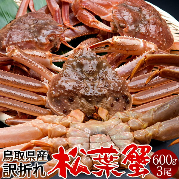 松葉ガニ［漁解禁 新物］松葉蟹 訳あり［B品］大600g×3尾セット 活ガニ 生き蟹 活松葉ガニ 松葉蟹 鳥取県産 産地直送 マツバガニ わけあり ズワイガニ［秋の味覚 ふるさとギフト］