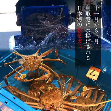【早期割引】かに 松葉がに 中550g×1尾 浜ゆで松葉蟹 ゆでがに 鳥取県産 通販直送 ブランドタグ付きマツバガニ 日本海ズワイガニ 早割セール