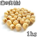 蓮の実(生) (1kg) 中国産 【RCP】