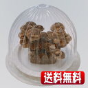【送料無料】楽々おうちできのこ狩り体験!「うま味成分2倍 美味しい しいたけ栽培キット&栽培容器付」新登場!お子様の情操教育や食育、プレゼント、ギフトにも![キ...