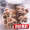 【送料無料】楽々おうちできのこ狩り体験!「うま味成分2倍 美味しい しいたけ栽培キット」新開発!新登場!お子様の情操教育や食育、プレゼント、ギフトにも![キッチ...