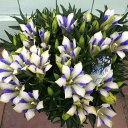 2色咲き 甘木産 リンドウ 心美白寿 5号鉢 鉢植え 秋の花 敬老の日