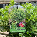 常緑低木 ロニセラ グリーンブリーズ 光沢 鮮やかな緑色 耐暑性・耐寒性 5号ポット