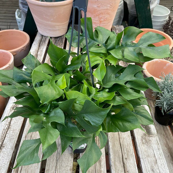 Rakuten - 観葉植物 ヒメモンステラ ミニマ 吊り鉢 5号鉢 鉢植え