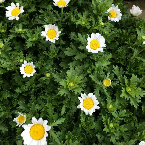 �� ���� ���ꥵ�󥻥ޥ� �Ρ����ݡ��� 3.5��ݥå� ���