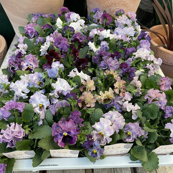 フリルパンジー きもの 花色おまかせ 3.5号ポット 冬 新品種 花苗のサムネイル