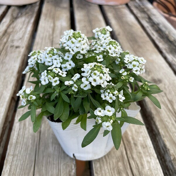 スイートアリッサム 白 3.5号ポット 耐寒性 花壇 小花