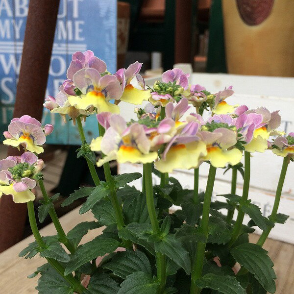 ネメシア メーテル ともえ 春の香り 3.5号 花苗 ゲブラナガトヨ 宿根のサムネイル