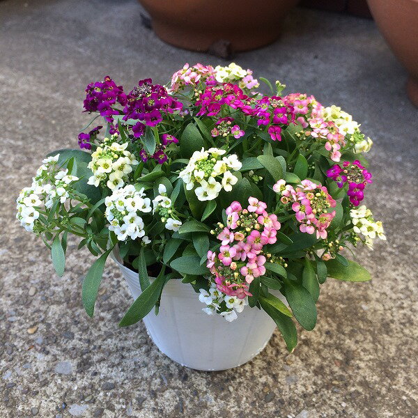 スイートアリッサム 混色植え 3.5号ポット 耐寒性 冬花壇 小花のサムネイル