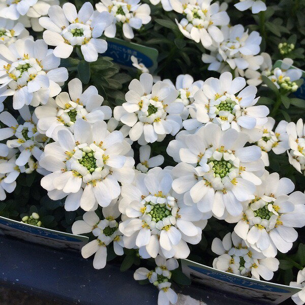 イベリス ブライダルブーケ 3号ポット 耐寒性 冬 花壇 寄せ植え 白花のサムネイル