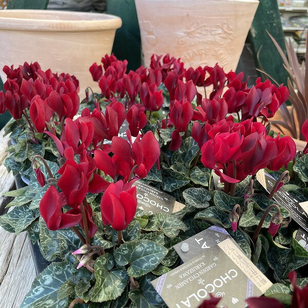 軽井沢育ち ガーデンシクラメン ショコラ 3号ポット 花苗 冬のサムネイル