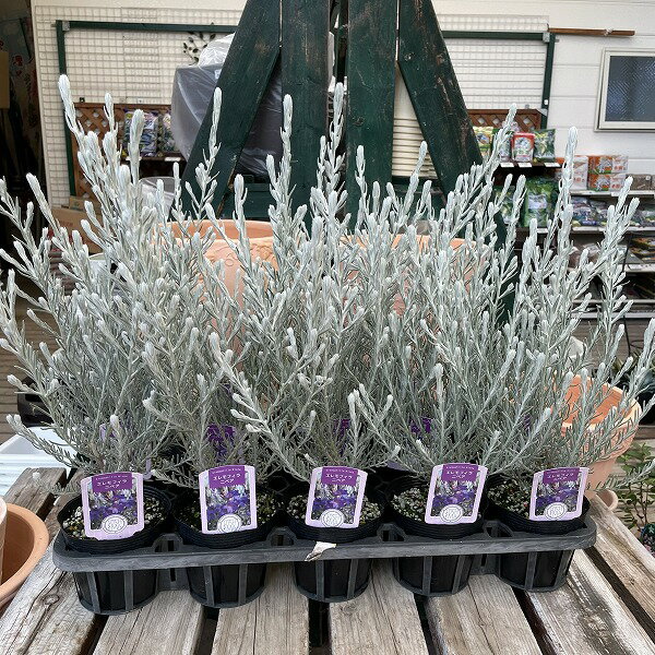 シルバーリーフ エレモフィラ ニベア 3.5号ポット 冬 紫花 寄せ植え