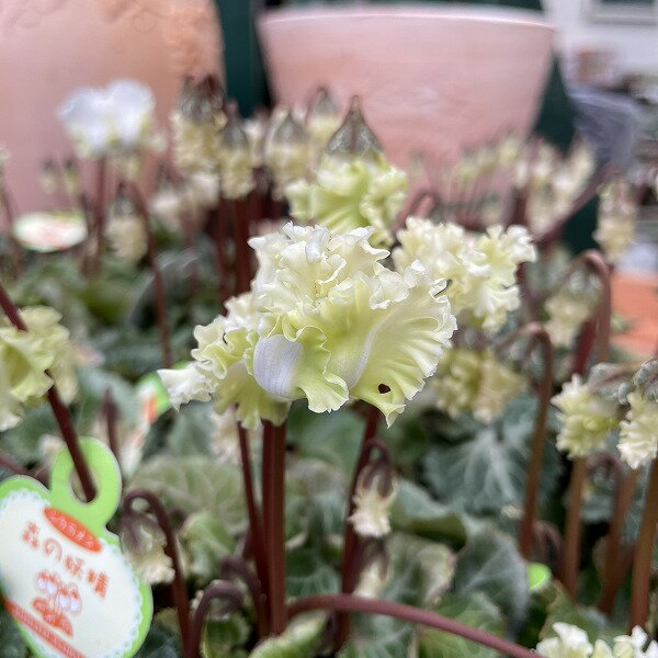 ガーデンシクラメン 森の妖精 イエロークリーム フリンジ 3号ポット 花苗 冬のサムネイル