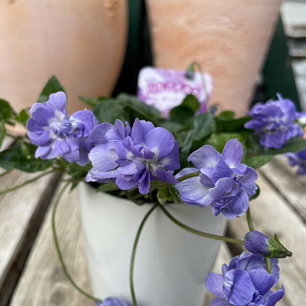 ニオイスミレ パルマすみれ 八重咲 青花 3.5号ポット 草花