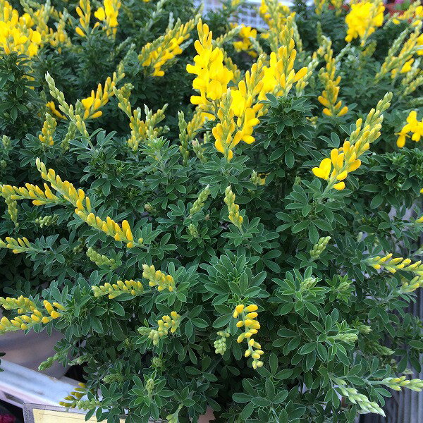 庭木 エニシダ 5号鉢 黄花 マメ科