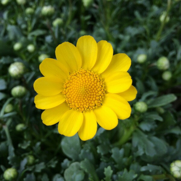 クリサンセマム ムルチコーレ 3.5号 黄色 草花 春のサムネイル