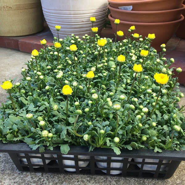 ���ꥵ�󥻥ޥ� ���������� 3.5�� ���� ��� ��