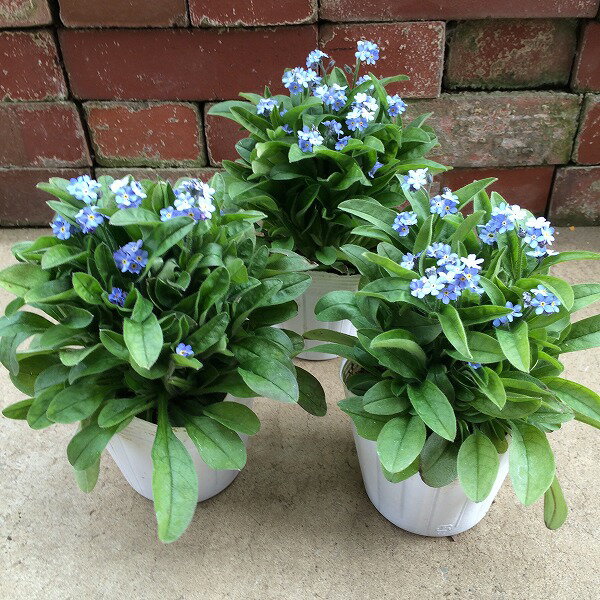 �凉��ʥ��� ˺����� 3.5�� �Ĳ� ���� ��ǯ��