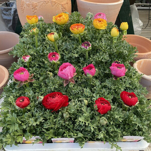 ラナンキュラス スプリンクス 3.5号ポット 花苗 花色おまかせ 春のサムネイル