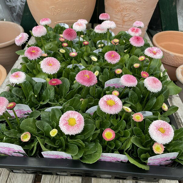 �ǡ����� ���å� ���ȥ��٥꡼�����꡼�� 3.5�� ���� �ԥ�