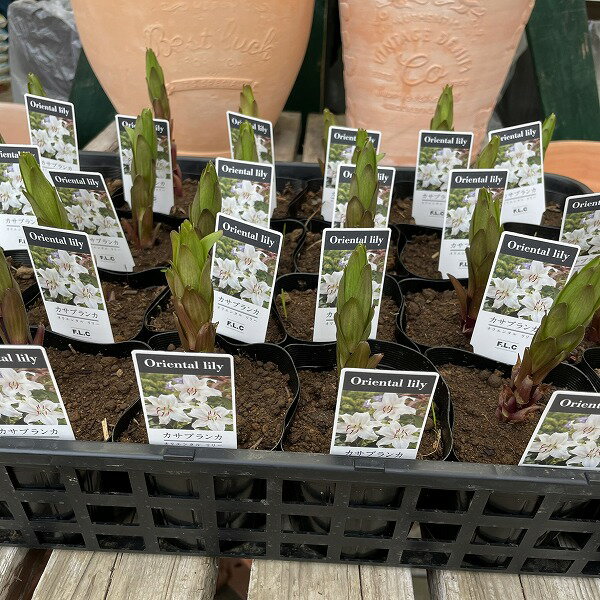 ��� ɴ�� �����֥�� ��Ф��� 3.5�� ���