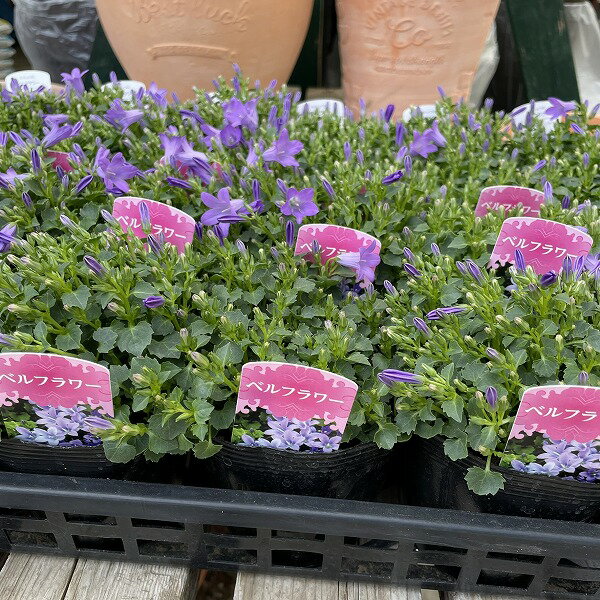 �٥�ե� 3.5��ݥå� ���ȥ᥮���祦 �� ���